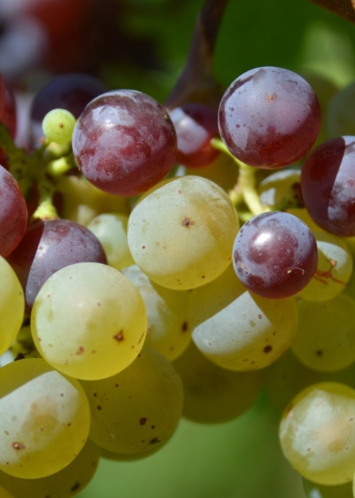 Roter Riesling Mutation ANT 6006